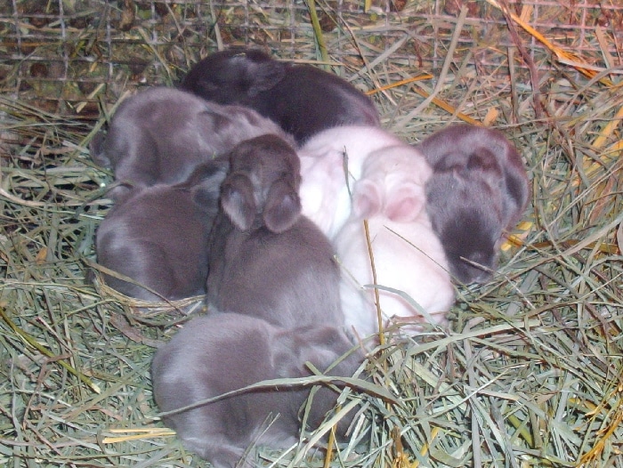 bunny colour genetics - Angora bunnies