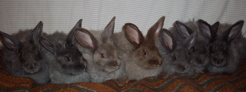 bunny colour genetics - Angora bunnies