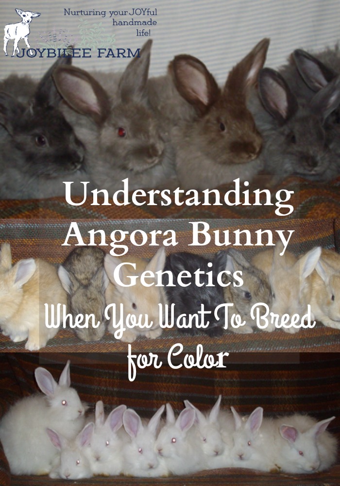 angora bunny genetics
