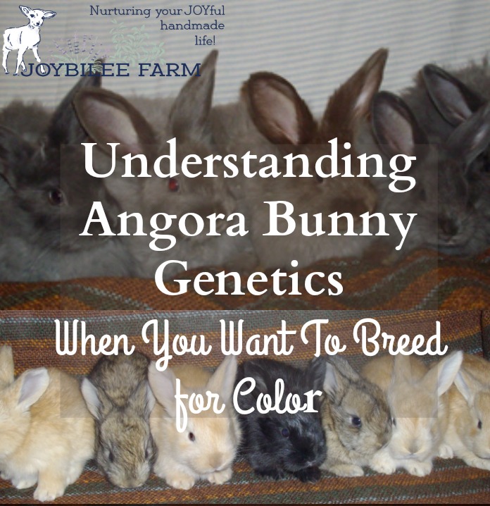 Here's what you need to know to keep your angora colours strong in your litters, while still breeding for the choicest colours in your French Angora rabbits.
