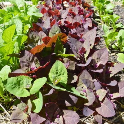 12 Short Season Vegetables For Early Spring and Late Fall Abundance
