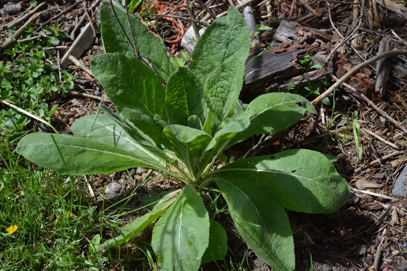 How to use Mullein for colds and flu