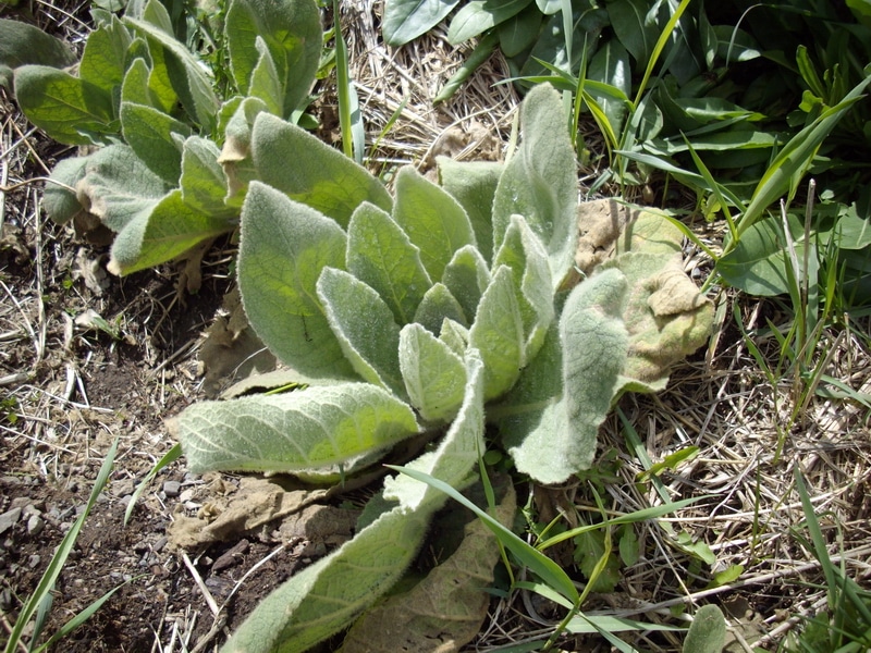 mullein first year rosettes