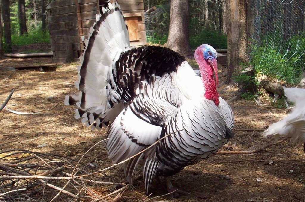 "Royal" our pet Turkey.