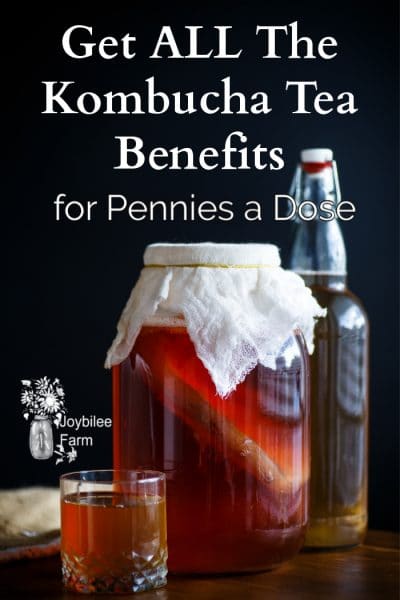 Kombucha Tea Benefits For Pennies A Glass