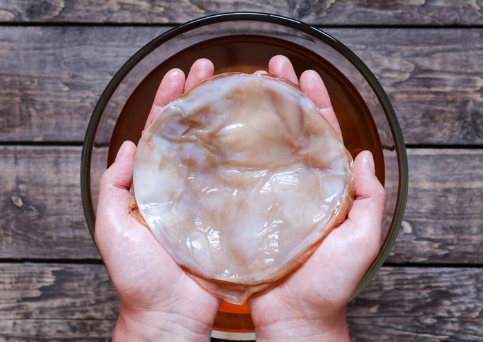 Hands holding a Kombucha scoby