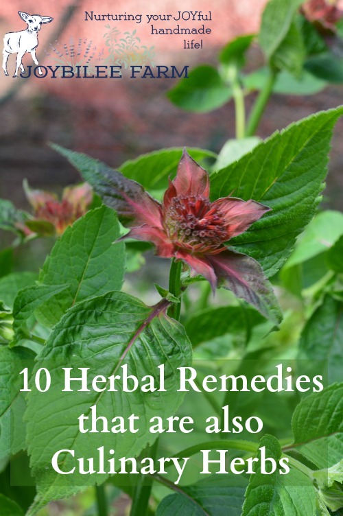10 Herbal Remedies that are also Culinary Herbs