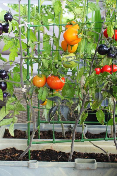 Tomatoes growing in containers on a balcony