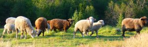 Sheep on the homestead