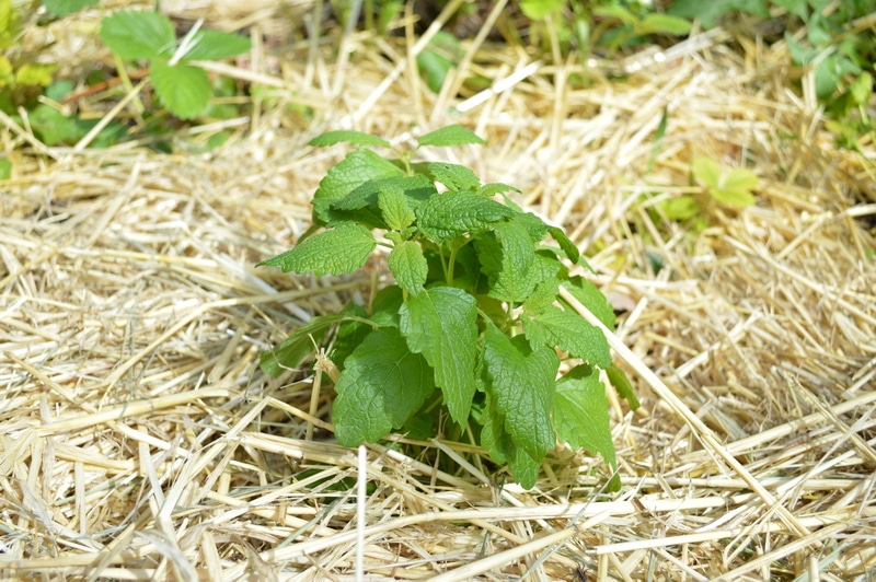 lemonbalm surrounded by a thick mulch of straw in the zone 3 garden