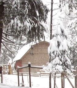 Farm building and trees covered in snow