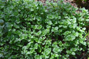oregano - medicinal herb from the grocery store