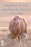 lambs nursing