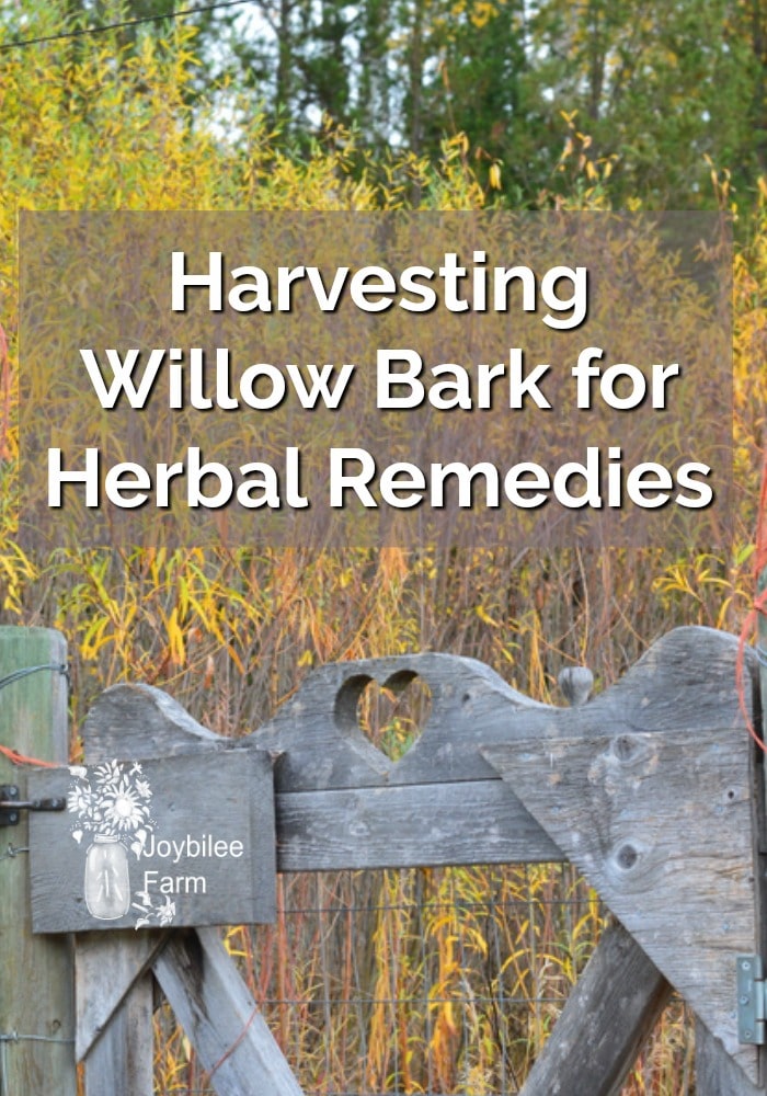 Harvesting Willow Bark for Herbal Remedies