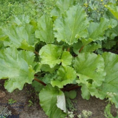 How to Grow Rhubarb for a Perpetual Harvest That Lasts for Decades
