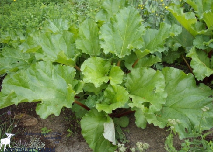 Rhubarb is an easy to grow perennial that deserves a spot in your temperate garden.  Do you have a patch of this tart perennial vegetable on your homestead?