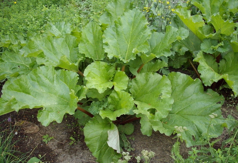 Rhubarb for your edible garden