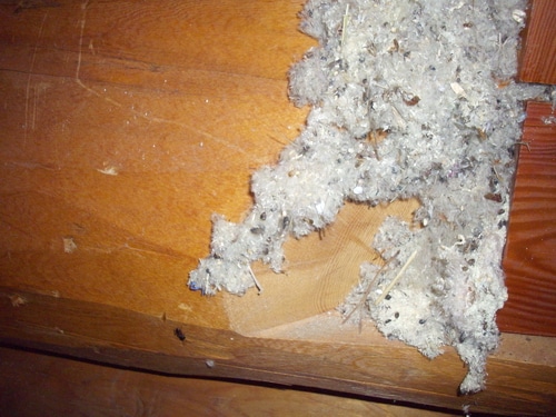 How to get rid of carpenter ants in your home -- Joybilee Farm