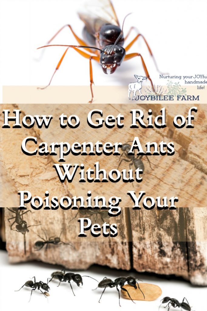 My Effective Step by Step Plan for dealing with carpenter ants in your home