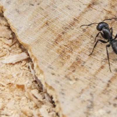 How to Get Rid of Carpenter Ants Without Poisoning Your Pets