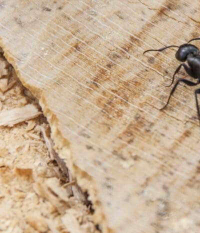 A carpenter ant on wood