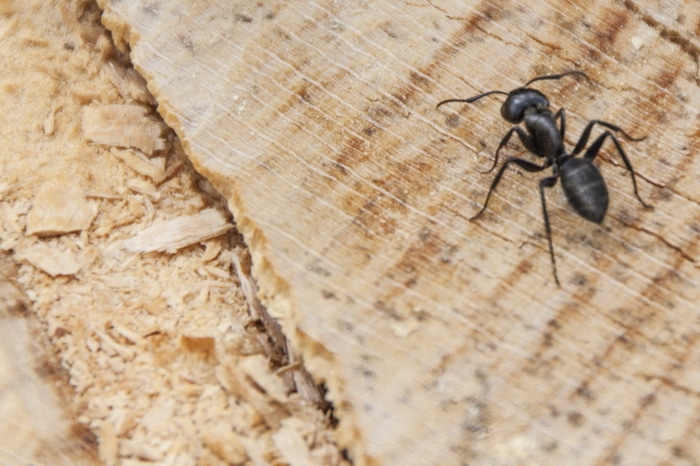 My Effective Step by Step Plan for dealing with carpenter ants in your home