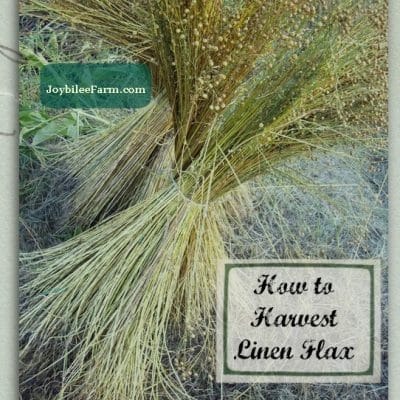How to Harvest Linen Flax