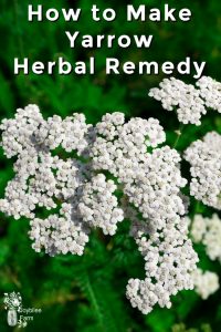 Yarrow Herbal Remedy - Joybilee® Farm | DIY | Herbs | Gardening