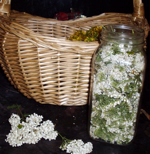 a basket containing st. john's wort flowers, and a jar filled with yarrow blossoms