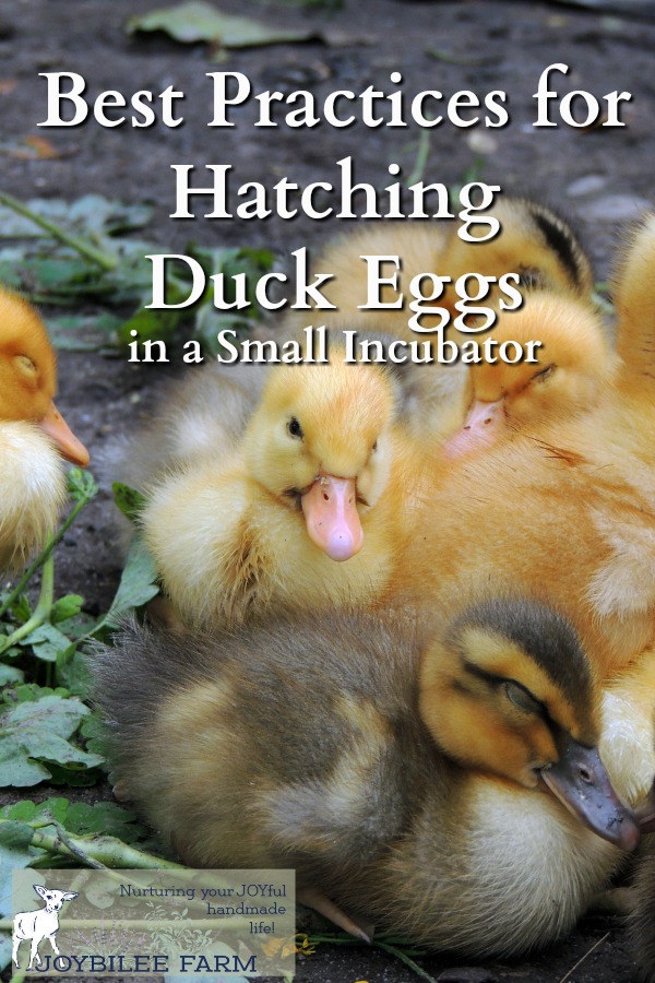 Udlevering lav lektier Læge Best Practices for Hatching Duck Eggs in a Small Incubator -