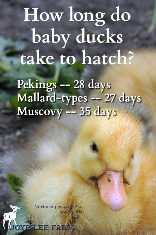 How long do duck eggs take to hatch?
