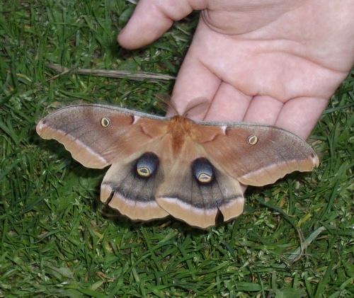 Polyphemous Silk Moth