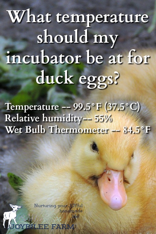 What temperature should my incubator be at for duck eggs?