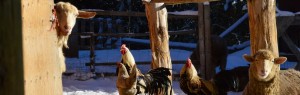 chickens in snow