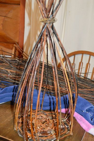Willow basket weaving - upsett stage