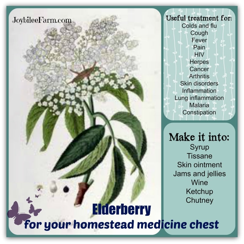 Elderberry for your homestead medicine chest