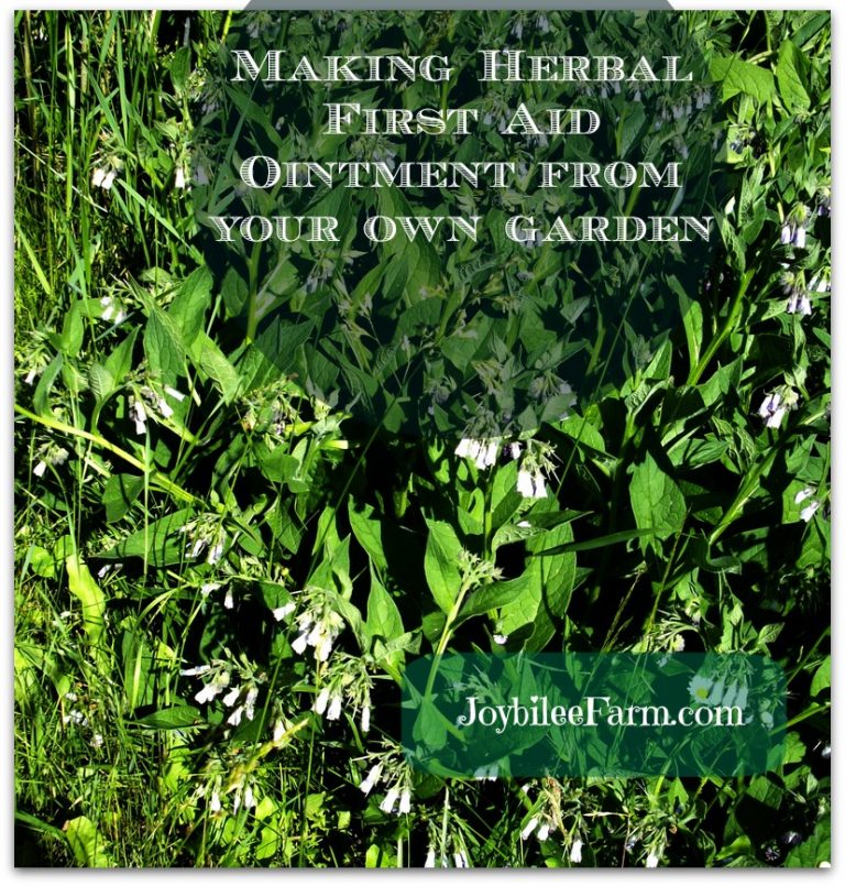 Make A Basic Herbal Ointment Joybilee Farm Diy Herbs Gardening