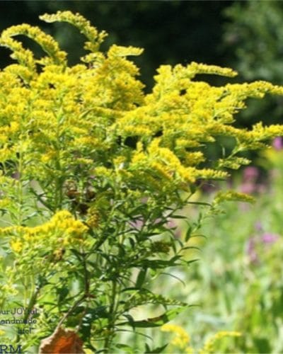 Make a rainbow of color using common weeds as natural dyes. With a little coaxing and time, these five weeds offer beautiful, vibrant colour variety and colourfastness.