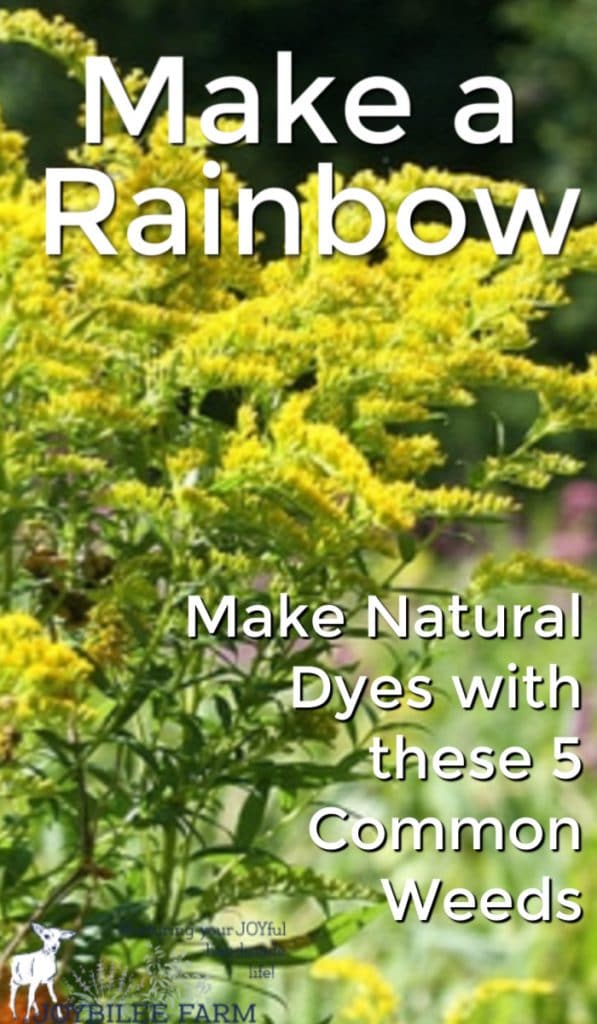Make a rainbow of color using common weeds as natural dyes. With a little coaxing and time, these five weeds offer beautiful, vibrant colour variety and colourfastness.