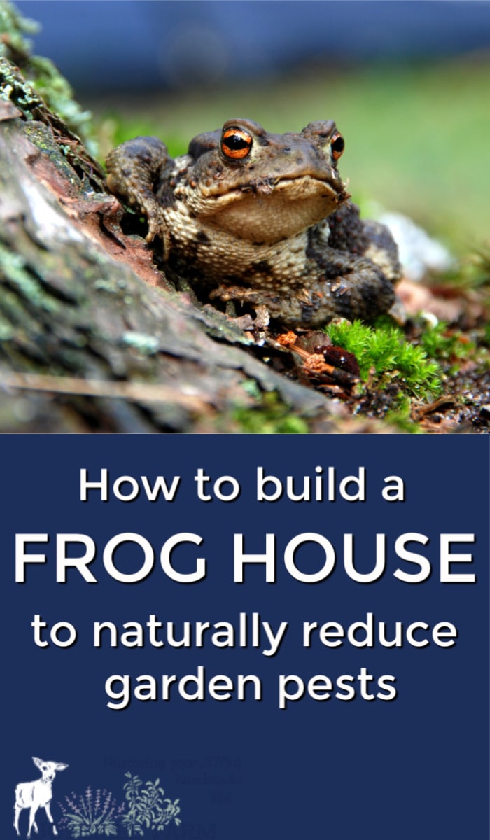 naturally-reduce-garden-pests-by-making-a-frog-house-for-your-garden-joybilee-farm-diy