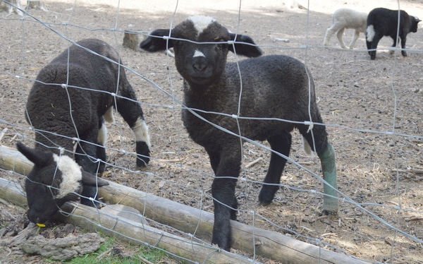 Lamb "Comfrey" beside his twin brother in the pasture