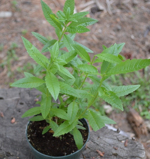 Lemon Verbena plant