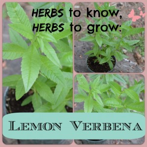 Photo collage of fresh lemon verbena