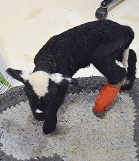 3 Natural Ways to Help a Lamb With a Broken Leg