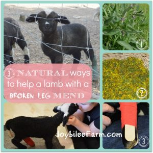 Photo collage of lamb with splinted leg, a comfrey plant and St John's Wort flowers. 