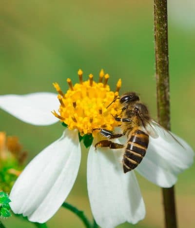 A white flower with a bee on it