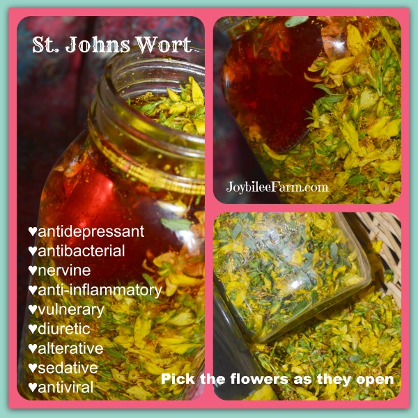 Photo collage of St Johns Wort Tincture and yellow St Johns Wort flowers