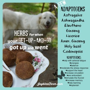 Zoom balls on a decorative plate and a dog in the background with a sidebar about adaptogens and their benefits.