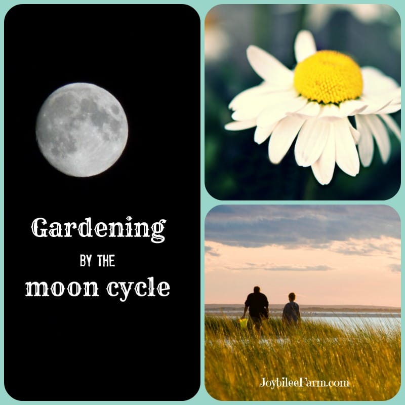 an image of the moon, an image of a daisy, and an image of two people facing away with grass between you