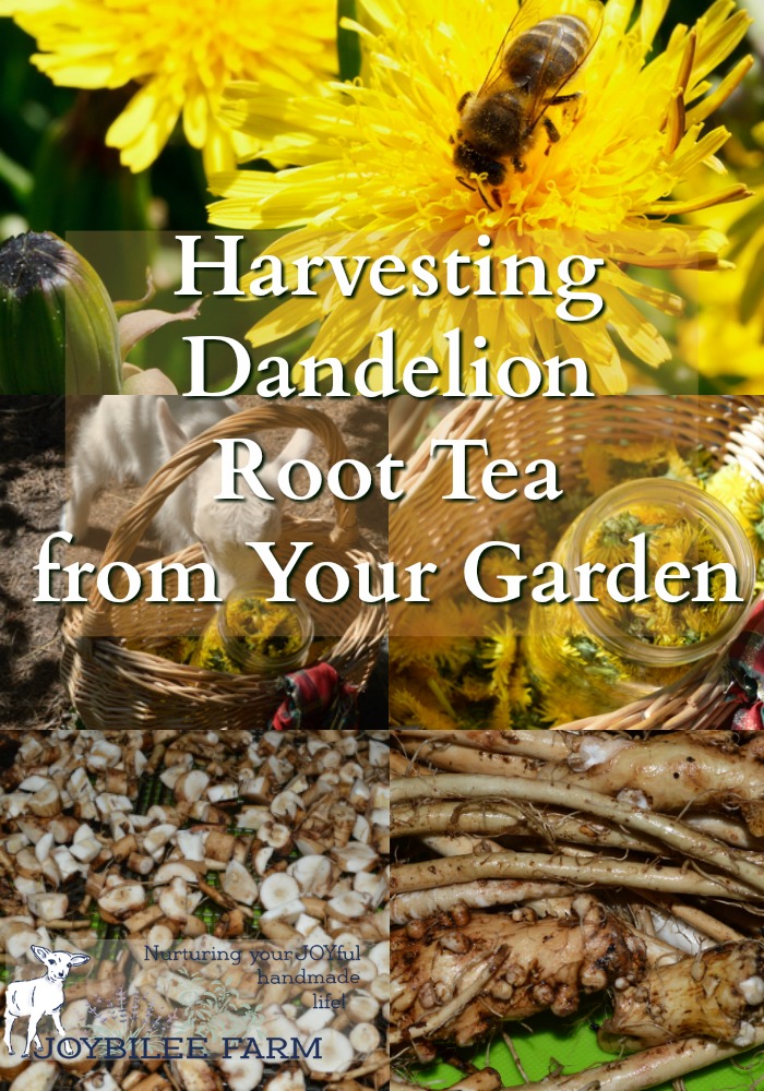 Dandelion contains a powerful antioxidant, detoxifier, and liver and kidney tonic? Dandelion root tea has been shown to reduce cancer tumors and resolve leukemia in scientific studies in Canada. It reduces the body's toxic load allowing the body's own detoxification system to function optimally, reversing cancer and other health issues. You have this miracle herb, dandelion root, growing near you, just waiting to be harvested and used in your daily tonic tea. Learn to use this powerhouse for health before it becomes illegal.
